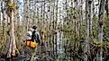 A hiker wading through the swamps of the Big Cypress National Preserve.