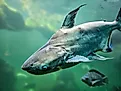 A Mekong giant catfish (Pangasianodon gigas)