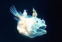 Angler fish, female with males attached, pisces linophrynidae.