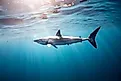 Diving with a Mako Shark. 