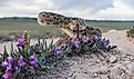 Closeup of a Prairie Rattlesnake.