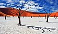 Dead Camelthorn Trees against red dunes and blue sky in Deadvlei, Sossusvlei. Namib-Naukluft National Park.