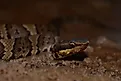 Juvenile Northern Cottonmouth (Agkistrodon piscivorus) herpetofauna
