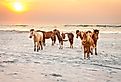 Wild ponies (Equus caballus) on the beach at sunrise at Assateague Island National Park, Maryland