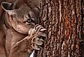 The deadly Cougar.