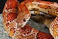 Portrait of a Corn Snake on a rock. 