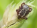 American dog tick