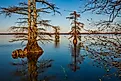 Landscapes of Reelfoot Lake Tennessee