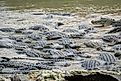 American alligators in a South Florida swamp, Everglades National Park. United States