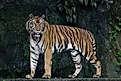 Close up of an Indochinese tiger. 