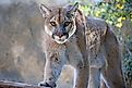 A mountain lion staring into the camera.