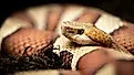 Eastern copperhead (Agkistrodon contortrix) close-up.