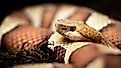 Eastern copperhead (Agkistrodon contortrix) close-up. 