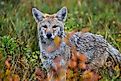 An American coyote in the wild. 