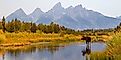 Wild bull moose in Grand Teton National Park near Jackson, Wyoming, in fall.
