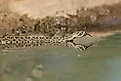 Western diamondback rattlesnake on the surface of water.