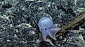 Casper was spotted on the Ala 'Aumoana Kai Uli in Papahanaumokuakea Marine National Monument Expedition at a record 14,000 feet below sea level. Image copyright Ocean Exploration Trust, NOAA