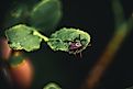 A tick sits on a leaf in the forest and waits for its victim.