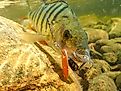 Big Perch swimming under water