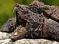 An alligator snapping turtle (Macrochelys temminckii)