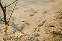Leeches at the bottom of the clear water of the lake 