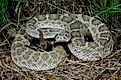 Prairie rattlesnake (Crotalus viridis viridis) in South Dakota.