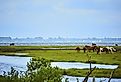 Wild horses of Assateague Island in Maryland. Image credit Jason Donnelly via Shutterstock