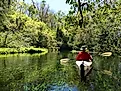A kayaker exploring the wilderness of the Ichetucknee Springs State Park.