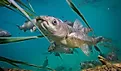 Underwater photo of Grass carp.