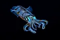 Bigfin Reef Squid
