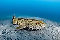 A spotted wobbegong (Orectolobus maculatus)