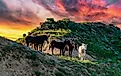 Wild mustang horses on the prairie, Theodore Roosevelt National Park, North Dakota, USA