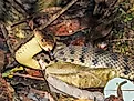 A keelback snake in Queensland, Australia.
