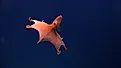 A rare dumbo octopus. Credit: NOAA Photo Library, CC BY 2.0 <https://creativecommons.org/licenses/by/2.0>, via Wikimedia Commons