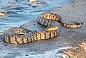 A large Diamondback water snake basking on a concrete slab adjacent to a water control structure in a Kansas wetland.