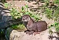 North American river otter on a sunny day. 