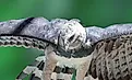 A harpy eagle (Harpia harpyja)