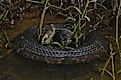 A cottonmouth snake swimming in shallow water.
