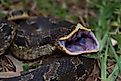 Eastern Hognose Snake (Heterodon platirhinos) in grassy brush.