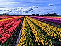 Spring Colors in the Tulip Field in Skagit Valley