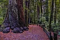 Redwood forest, Big Basin State Park