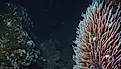 Giant Tube Worms Riftia pachyptila thriving at a deep-sea hydrothermal vent in the Mariana Trench. 