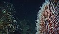 Giant Tube Worms Riftia pachyptila thriving at a deep-sea hydrothermal vent in the Mariana Trench