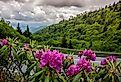 Purple catawba rhododendron near Clingmans Dome in the Smokies