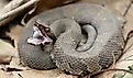Cottonmouth snake.