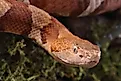 Copperhead Snake