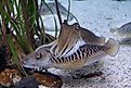 A pair of cuttlefish in water.