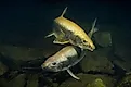 Lake trout underwater spawning. 
