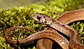 a dekay's brown snake on green moss, they are non venomous, scientific name Storeria dekayi