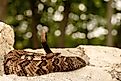 A timber rattlesnake resting on a rock.